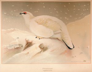 Schneehuhn Lagopus mutus, 1900