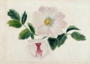 Rosa Rosen
