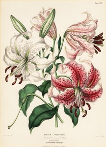 Japanische Lilienarten, Lilium speciosum von Charlotte Caroline Sowerby