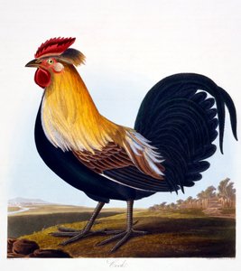 Hahn (Phasianus), graviert von Robert Havell, Jr, 1835 von Charlotte L. E. Perrott
