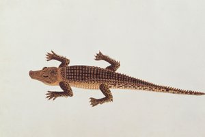 Boo-ay-ah Alligator, aus Zeichnungen von Tieren, Insekten und Reptilien aus Malakka, ca. 1805-18