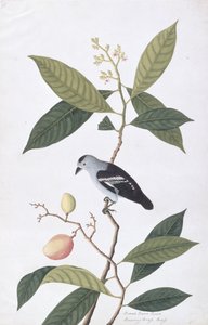 Booah Nawa Hawa, aus Zeichnungen von Vögeln aus Malakka, ca. 1805-18