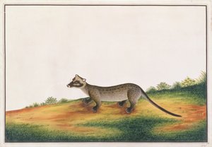 Gewöhnliche Palmenzibetkatze, aus Zeichnungen von Tieren, Insekten und Reptilien aus Malakka, ca. 1805-18 von Chinese School