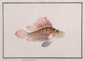 Eekan Linqah Singah, aus Zeichnungen von Fischen aus Malakka, ca. 1805-18