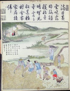 Ernte, Die Reiskultur in China