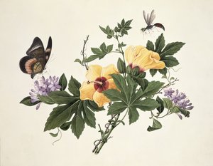Hibiskus und Schmetterling von Chinese School