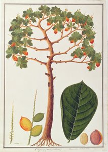 Klapang Terminalia Molucana oder Malaiische Mandel, aus Zeichnungen von Pflanzen aus Malakka von Chinese School