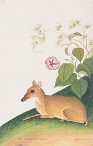 Kleiner Hirschmaus, aus Zeichnungen von Tieren, Insekten und Reptilien aus Malakka, ca. 1805-18