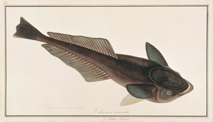 Lebender Haifischsauger, aus Zeichnungen von Fischen von Malakka, ca. 1805-18