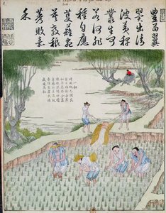 Jäten, Die Reiskultur in China von Chinese School