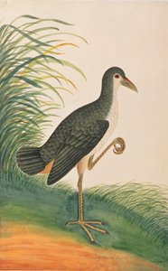 Weißbrust-Wasserhuhn, aus Zeichnungen von Vögeln aus Malakka, ca. 1805-18 von Chinese School