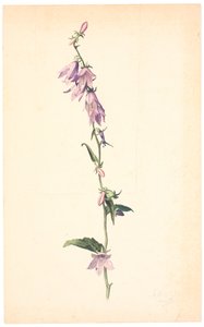 Glockenblume