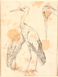 Störche