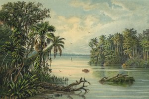 Regenwald am unteren Amazonas, Brasilien