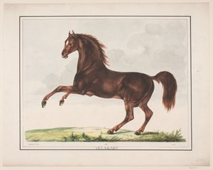 Hesten Velskabt von Christian David Gebauer