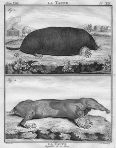 La Taupe & La Taupe Dépouillée de sa Peau, um 1763