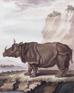 Nashorn (Gravur)