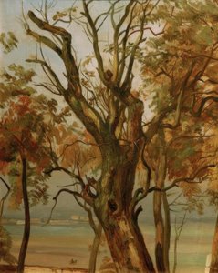Baumstudie im Herbst (Elbufer bei Dresden)