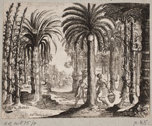 Palmhain mit Betelpalmen von Christian Rothgiesser