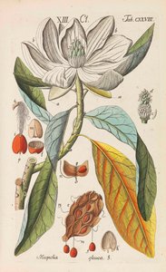 Botanisches Handbuch von Christian Schkuhr