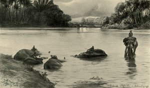 Elefanten baden im Mahaweli-Fluss, Ceylon, 1898