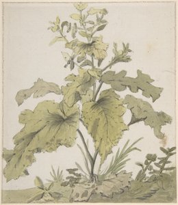Studie einer Pflanze von Christian Wilhelm Ernst Dietrich