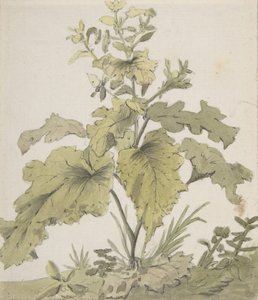 Studie einer Pflanze, 1712-1774