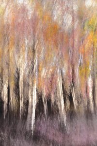 Herbstliche Birkenabstraktion von Christina Sillen