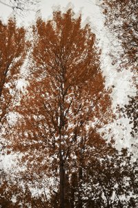 Herbstbaumkronen