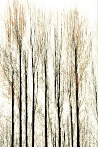 Verschwommene Waldlinien von Christina Sillen