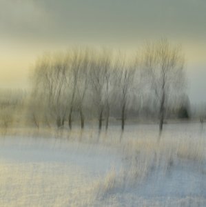Verschwommene Winterbäume von Christina Sillen