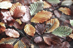 Bunte Herbstblätter von Christina Sillen