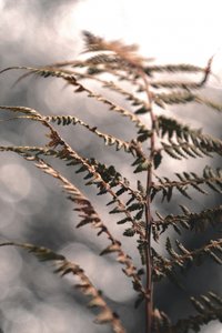 Zarte Herbstfarn