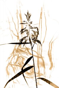 Zarte Schilfsilhouette