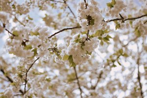 Zarte Frühlingsblüten von Christina Sillen