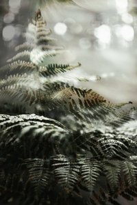 Träumerische Waldfarne von Christina Sillen
