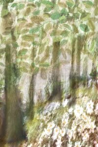 Träumige Waldblumen von Christina Sillen