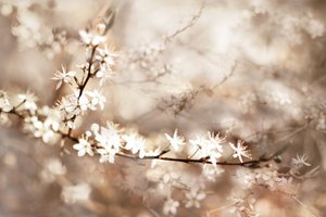 Träumige Weiße Blüten von Christina Sillen