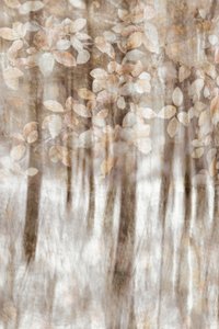 Träumende Waldblätter von Christina Sillen