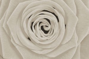 Elegante weiße Rose von Christina Sillen
