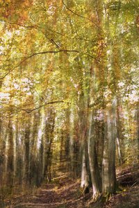 Verzauberter Waldweg