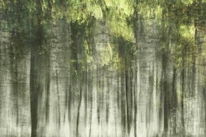 Ätherisches Waldlicht von Christina Sillen