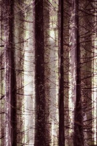 Ätherisches Waldlicht von Christina Sillen