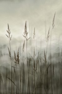 Ätherisches hohes Gras