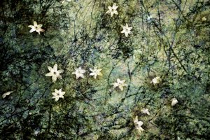 Schwebende weiße Blüten von Christina Sillen