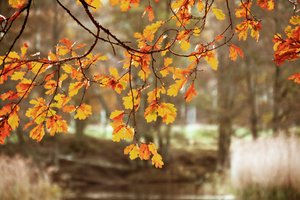 Goldene Herbst-Eichenblätter