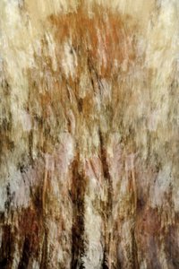 Goldene Waldimpression von Christina Sillen