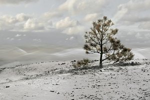 Einsamer Winterbaumlandschaft von Christina Sillen