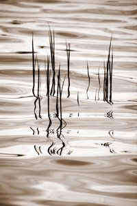 Minimalistische Wasserschilfrohre