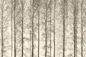 Monochrome Winterbäume von Christina Sillen